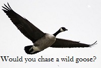 A wild goose flying, with the question "Would you chase a wild goose?"