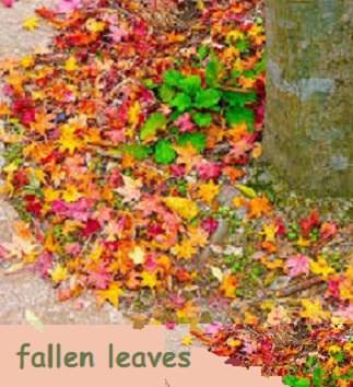 fallen leaves under a tree