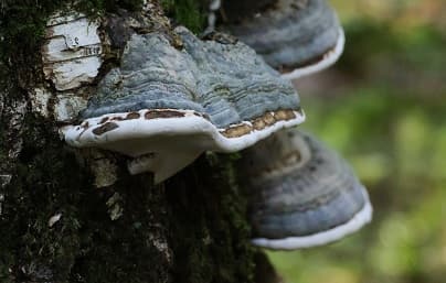 Photo of fungi growing on a tree in a forest