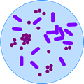 picture of bacteria in a petri dish. Public domain image from wp clipart.
