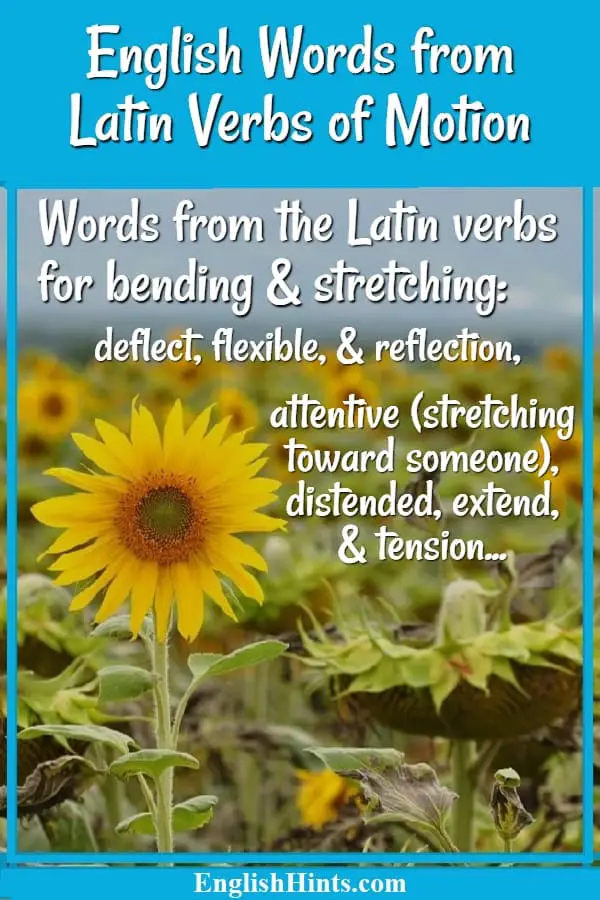 English Words from Latin Verbs of Motion: photo of straight & bent sunflower heads with examples of words from the Latin verbs for bending & stretching.