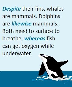 orca breaching for air, to demonstrate the linking words 'despite', 'likewise', & 'whereas.'