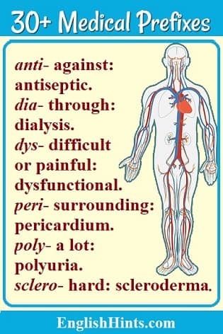 Image of a human body showing the circulatory system, with a list of medical prefixes, their meanings, & examples on its left. (anti- against: antiseptic, dia- through: dialysis, etc.)