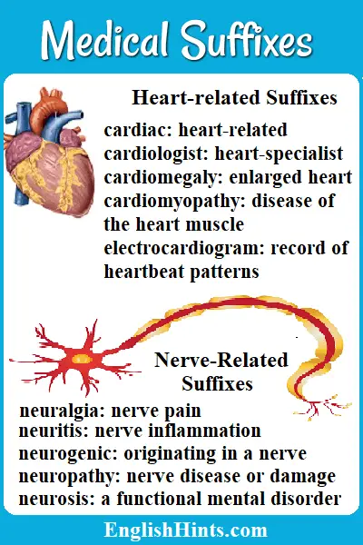 Pictures of a heart and a neuron.
'Heart-related suffixes
cardiac: heart-related, cardiologist: heart specialist, ' (etc.)
Nerve-related Suffixes
neuralgia- nerve pain,' etc.