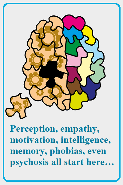 Picture of a brain as puzzle pieces in different colors, with one piece outside of it.
Text: Perception, empathy, motivation, intelligence, memory, phobias, even psychosis—they all start here…