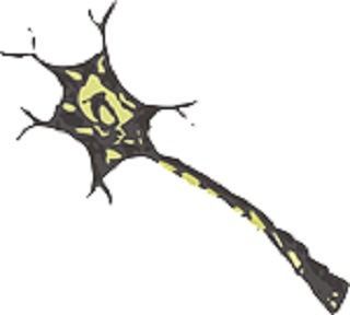 drawing of an individual neuron (nerve cell)