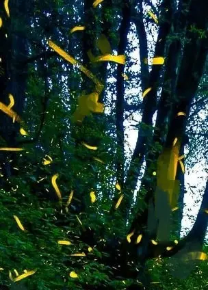 lightning bugs in the evening