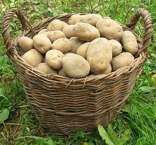 basket of potatoes