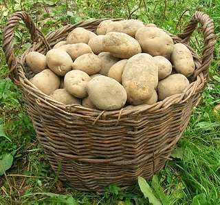 basket of potatoes