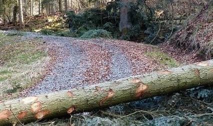 a log blocking a road through the woods