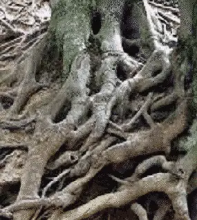 photo of tree roots